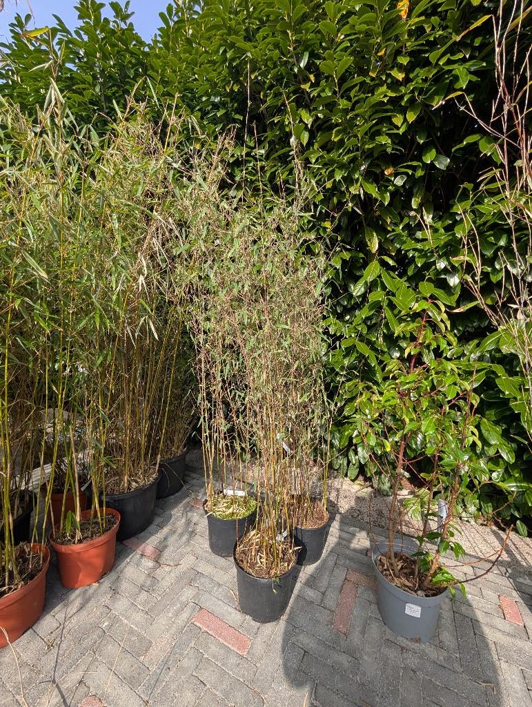 Bamboe Fargesia jiuzhaigou 4, Ophalen, Bloeit niet, Overige soorten, Halfschaduw