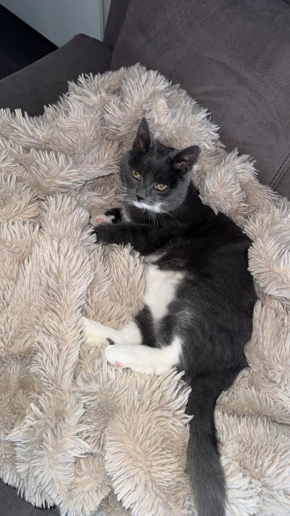 Britse korthaar, Dieren en Toebehoren, Kater, Ontwormd