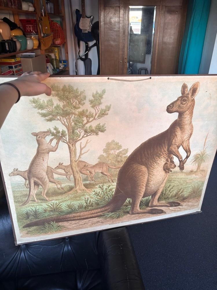 Vintage Schoolplaat – Kangoeroes, Antiek en Kunst, Antiek | Schoolplaten, Ophalen, Natuur en Biologie