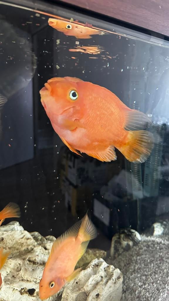 Papegaai cichlide, Dieren en Toebehoren, Vis