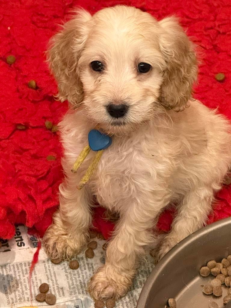 Huiskamernest cockapoo puppy’s zwart/merle/golden/blond, Overige rassen, 8 tot 15 weken, Parvo, Meerdere