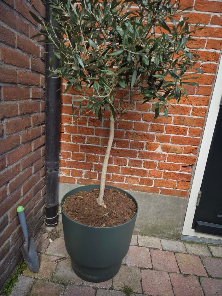 Olijfboom met elho pot 40x40 cm, Ophalen