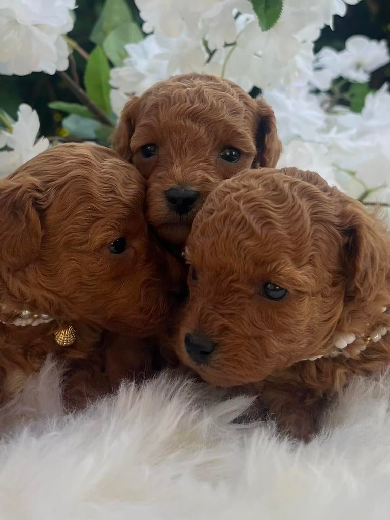 Rode Toy Poedel pup 🐕‍🦺❤️🐾 Dwerg Poedel pup, Poedel, Parvo, 8 tot 15 weken, Meerdere