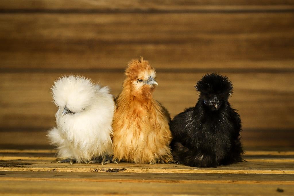 Zijdehoender krielen | Vriendelijke kippen | Passend advies, Vrouwelijk, Kip