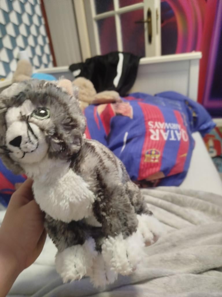 Schattig katje grijs met wit, Ophalen of Verzenden