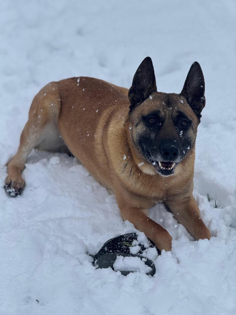 Mechelse Herder Yaman, 6 jaar. Zoekt nieuwe huis!, Dieren en Toebehoren, 6 jaar of ouder, Reu, Parvo, Eén hond