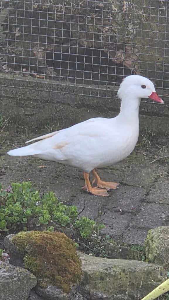 Mandarijn eend mandarijn eenden manderijneend, Dieren en Toebehoren, Vrouwelijk, Eend