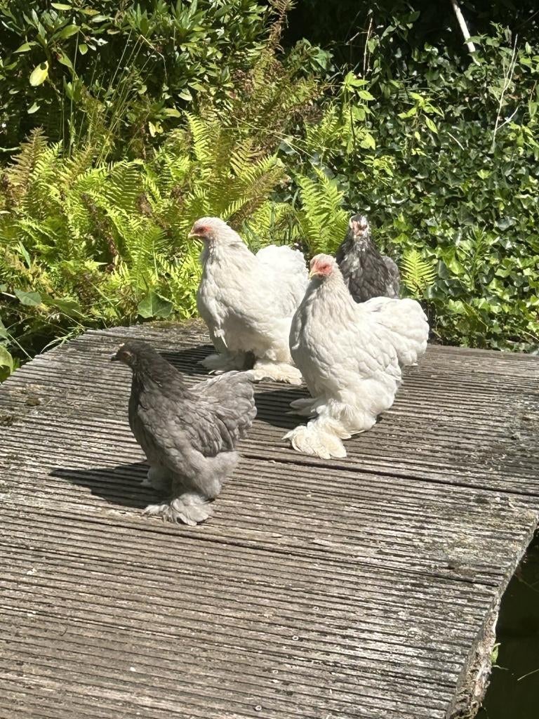 Toom Cochin kriel, Meerdere dieren, Kip