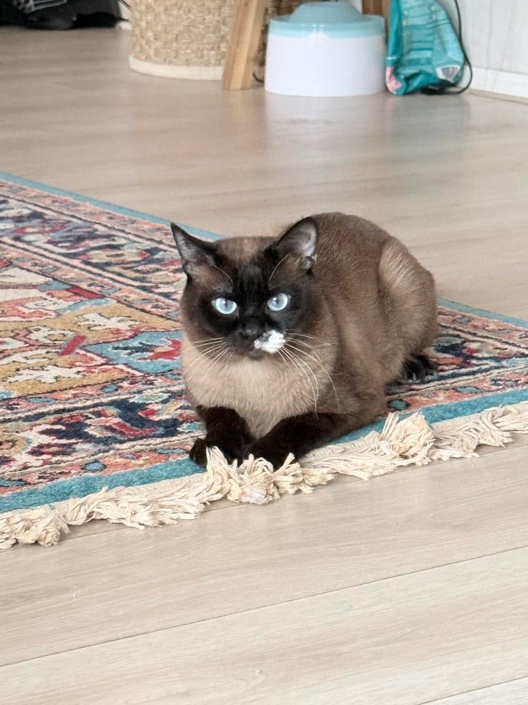 Siamese dekkingen ervaren niet te koop, Dieren en Toebehoren, Kater
