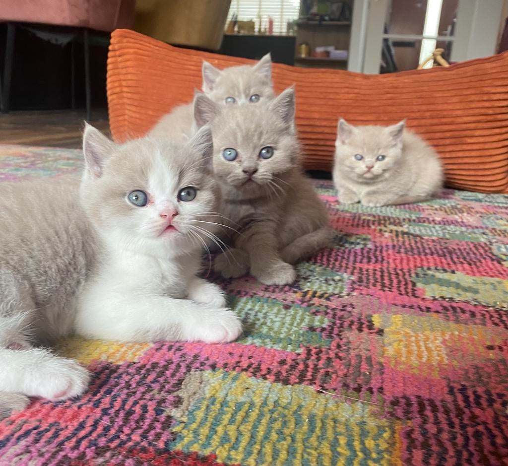 Britse korthaar kittens met stamboom te koop, Meerdere dieren, Met stamboom, 0 tot 2 jaar
