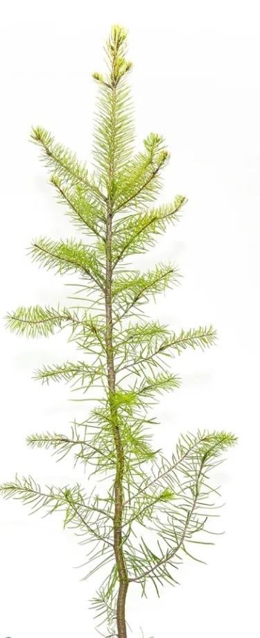 Jonge Douglas sparren - Ideaal voor uw tuin of bos, Bloeit niet, Overige soorten, Minder dan 100 cm, Ophalen