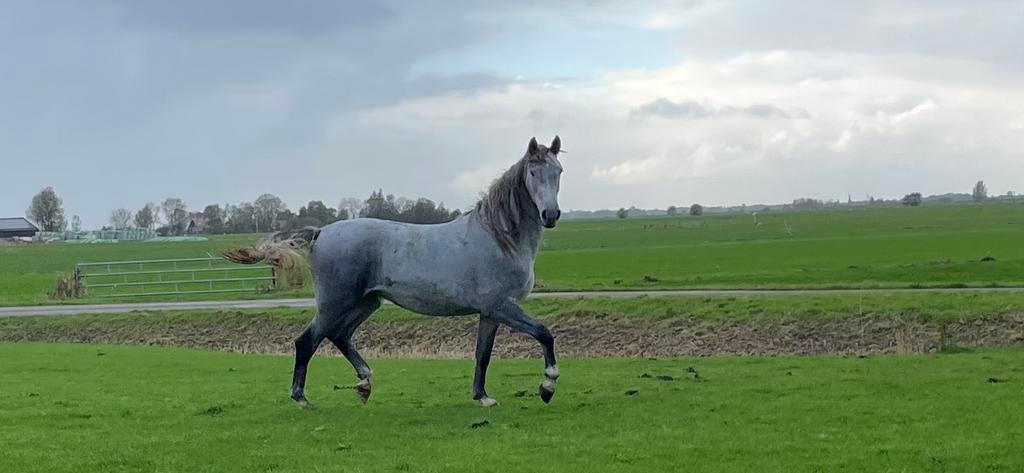3 jarige  tuiger x groninger merrie, Dieren en Toebehoren, Merrie, 3 tot 6 jaar