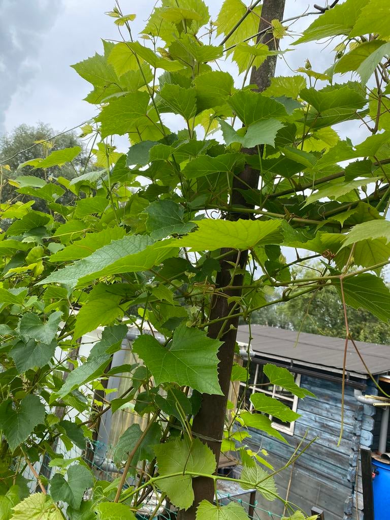 Zwarte druiven planten boom per pot, Lente, 100 tot 250 cm, Volle zon, In pot