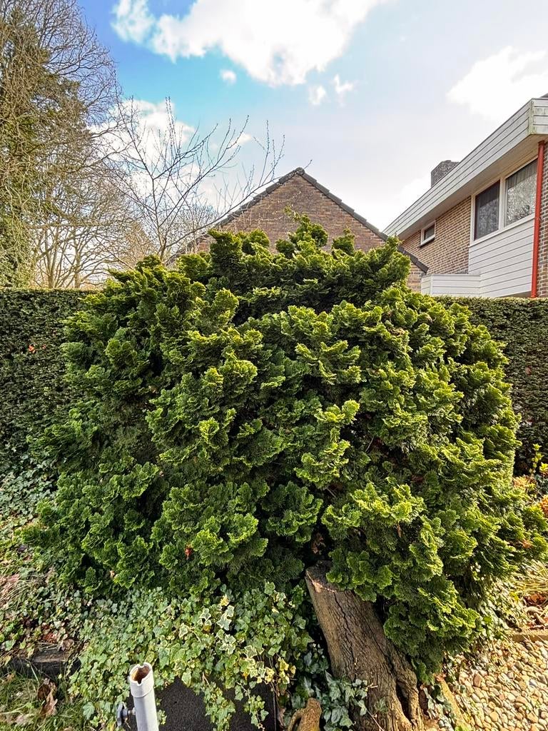 GRATIS!, Tuin en Terras, Planten | Bomen, Ophalen, Volle zon, Overige soorten