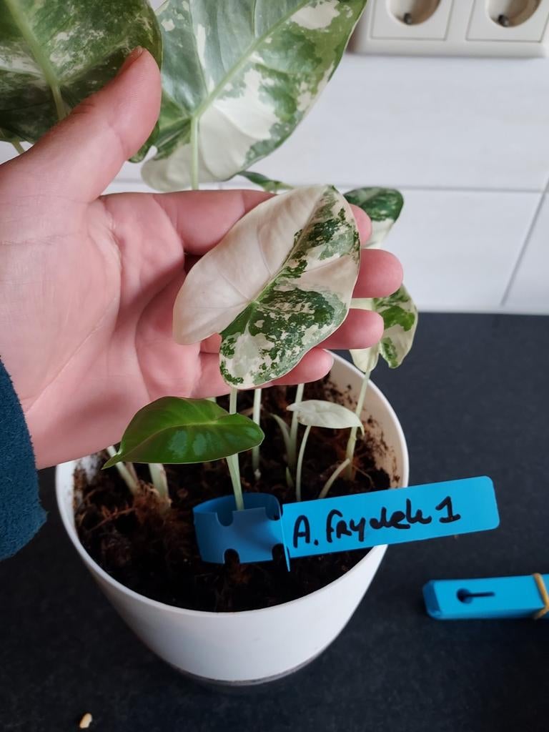alocasia micholitziana frydek variegata 1, Huis en Inrichting, Kamerplanten, Minder dan 100 cm, Halfschaduw, Ophalen of Verzenden