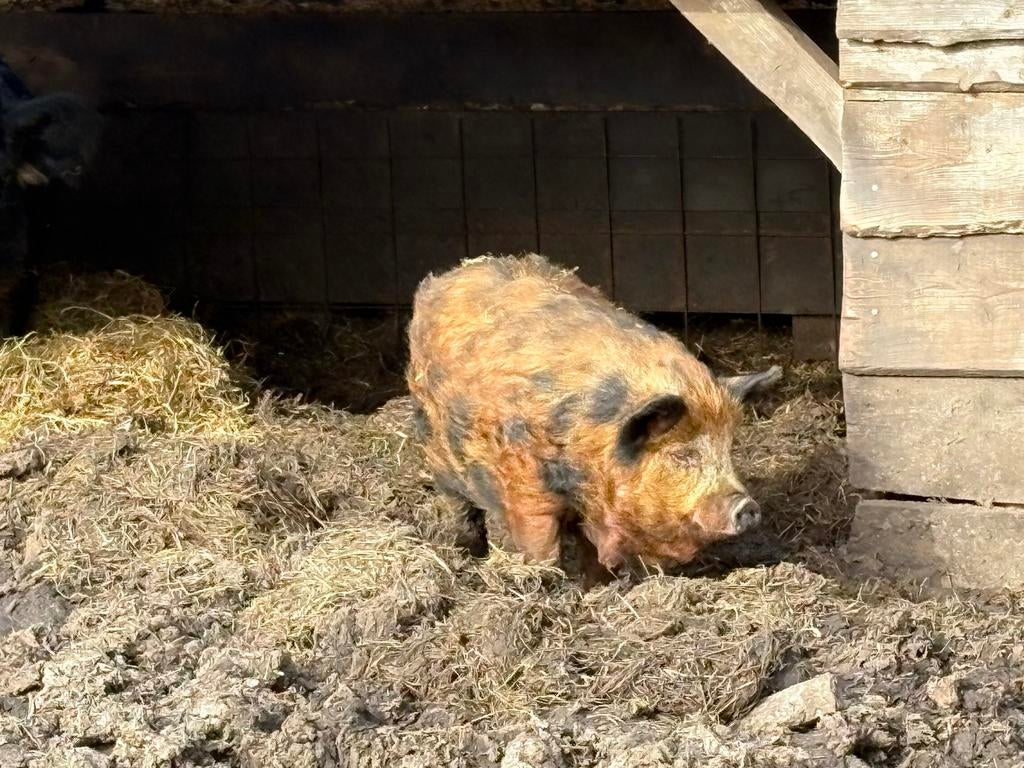 (Dek)beer KuneKune 2025, Dieren en Toebehoren, Schapen, Geiten en Varkens, Mannelijk, Varken, 0 tot 2 jaar