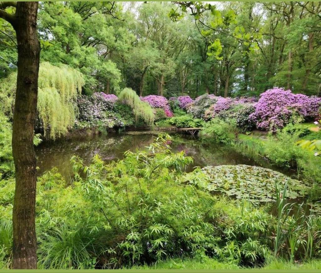 Tekoop rhododendrons, Ophalen, Nieuw