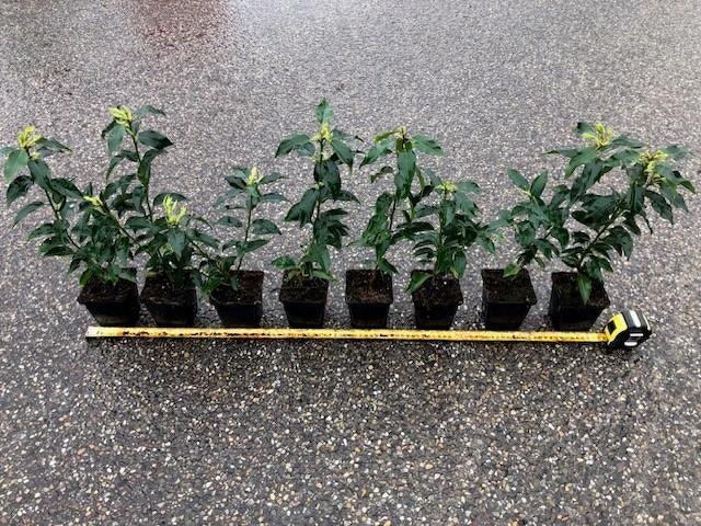 Portugese Laurier, Prunus Angustifolia, Haagplant € 2,60, Ophalen, Laurier, Haag, Minder dan 100 cm