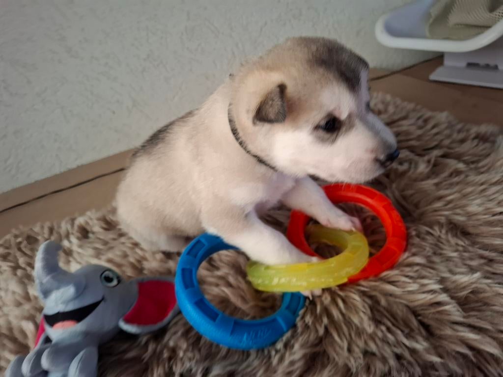 Husky pups, Parvo, Reu, 8 tot 15 weken, Poolhond