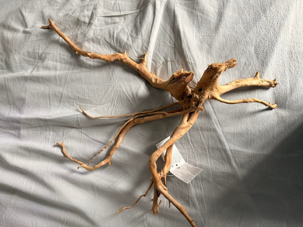 Nieuw Spiderwood 50/60cm, Ophalen of Verzenden, Zo goed als nieuw, Plant(en), Steen of Hout