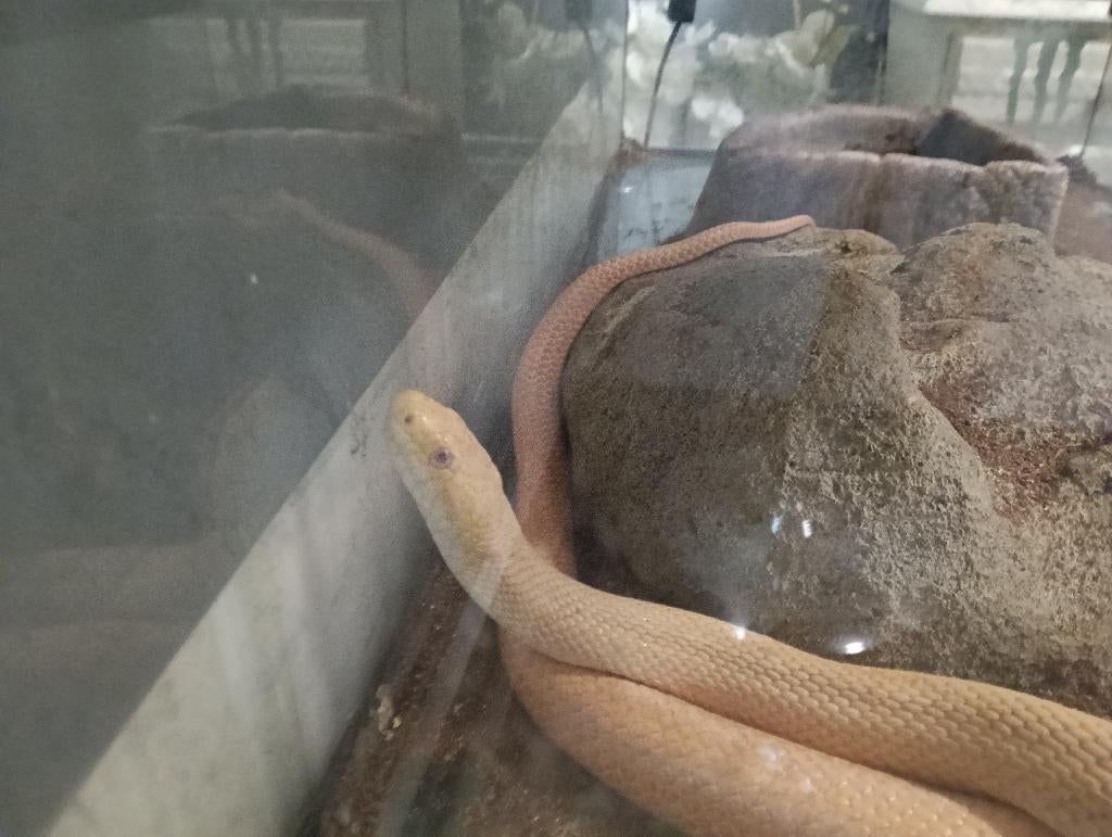 Albino korenslang, Slang, Met terrarium, 3 tot 6 jaar