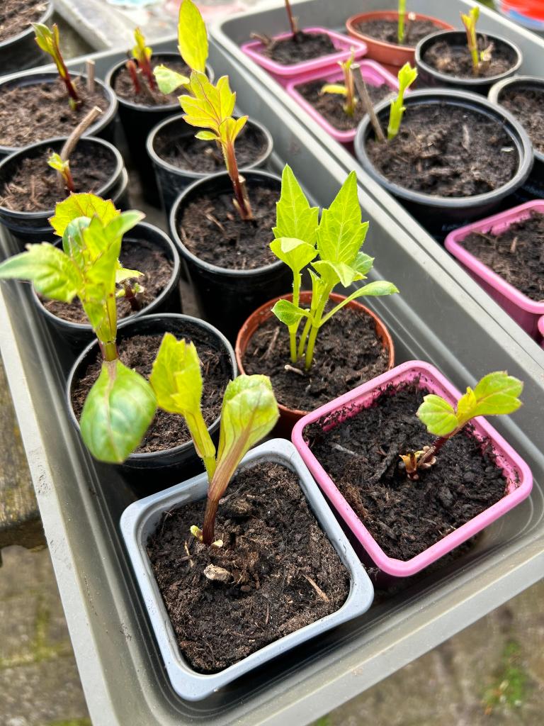 Dahlia’s met knol – klaar om te groeien  5 voor €12,50), Tuin en Terras, Ophalen, Overige soorten, Volle zon