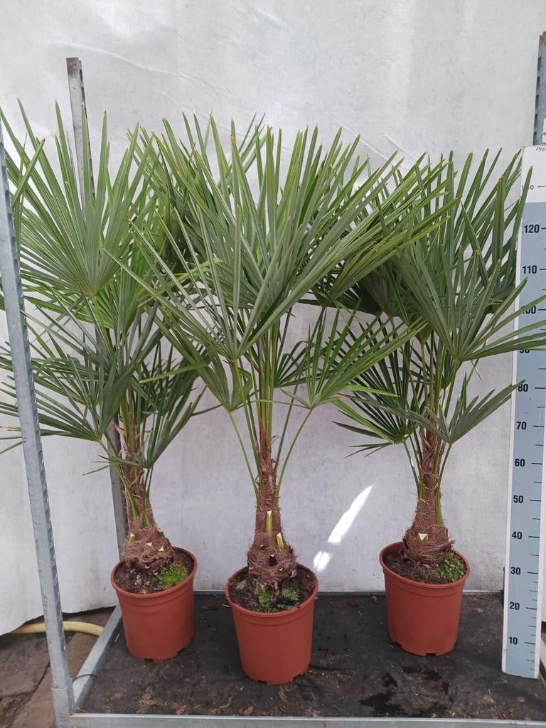 Trachycarpus fortunei 1,40 m hoog, Ophalen, Overige soorten, Halfschaduw