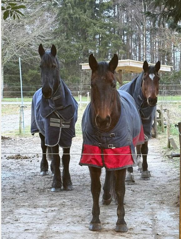 Stalling voor merrie in Vaassen, Dieren en Toebehoren, Stalling en Weidegang, Weidegang, 1 paard of pony