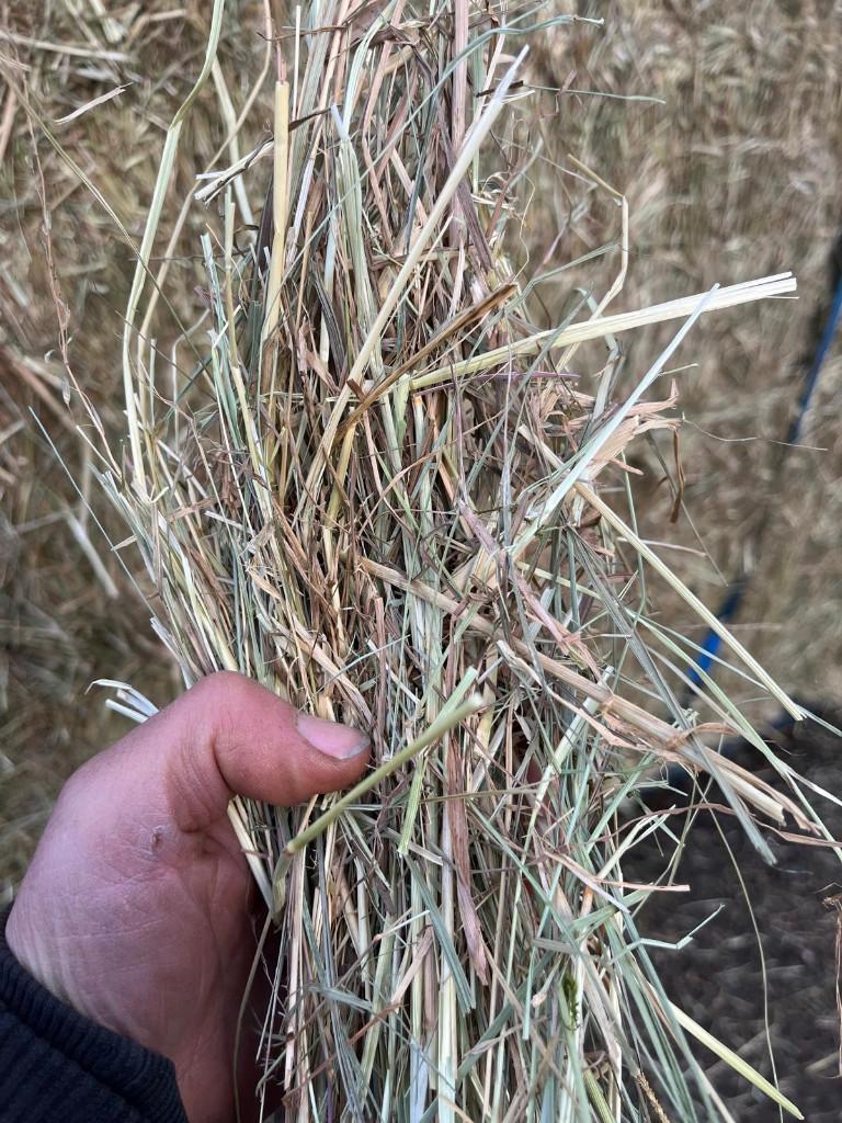 hooi grote balen met analyse, Ophalen of Verzenden, Vee