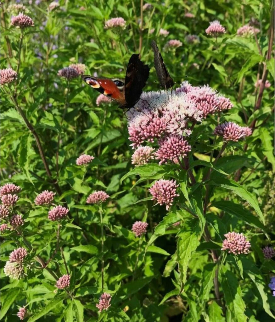 koninginnekruid Eupatorium cannabinum, Volle zon, Vaste plant, Zomer, Ophalen