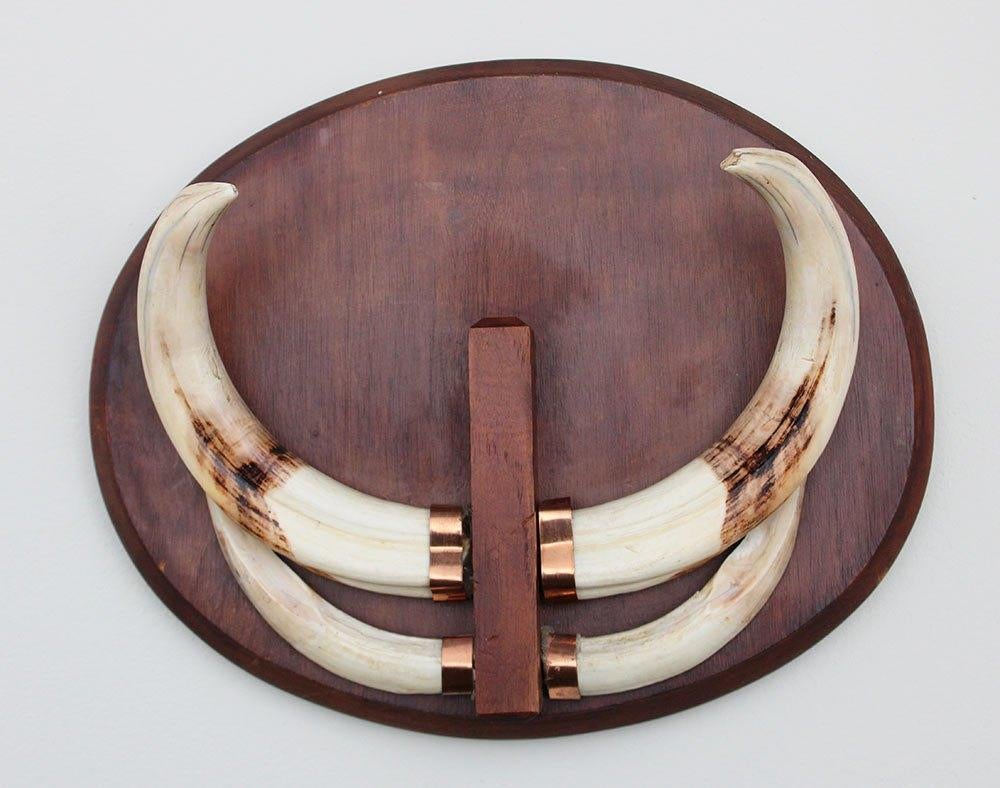 Tanden WRATTENZWIJN op hardhouten schild (ref. A)