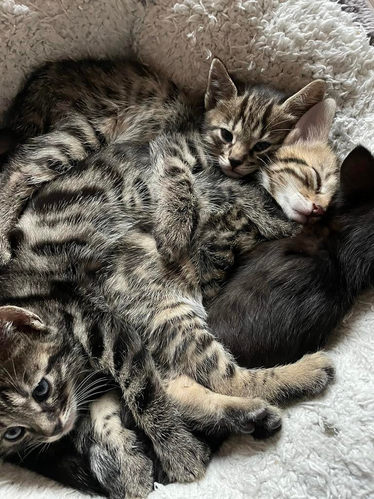 Half bengaal kittens, Dieren en Toebehoren, Katten en Kittens | Raskatten | Korthaar, Meerdere dieren, 0 tot 2 jaar