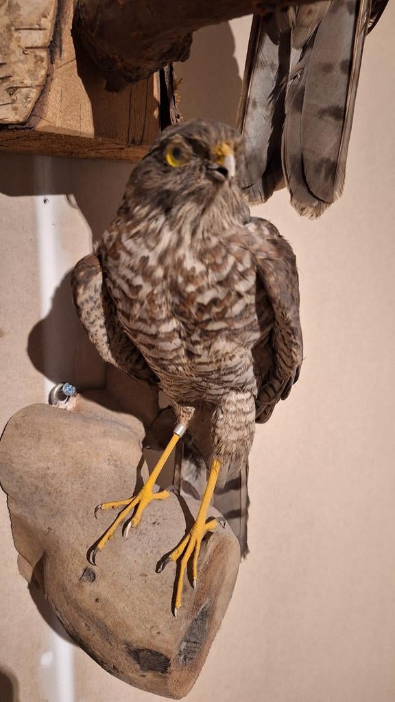 Opgezette Sperwer - Prachtige Roofvogel Taxidermie, Verzamelen, Dierenverzamelingen, Ophalen, Nieuw, Vogel, Opgezet dier