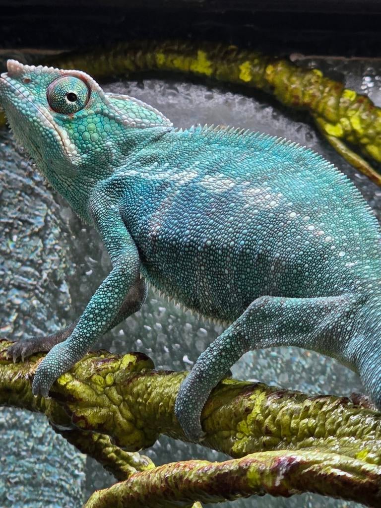 Furcifer Pardalis Nosy Be Chameleon - unknown for sale from Lost Treasures