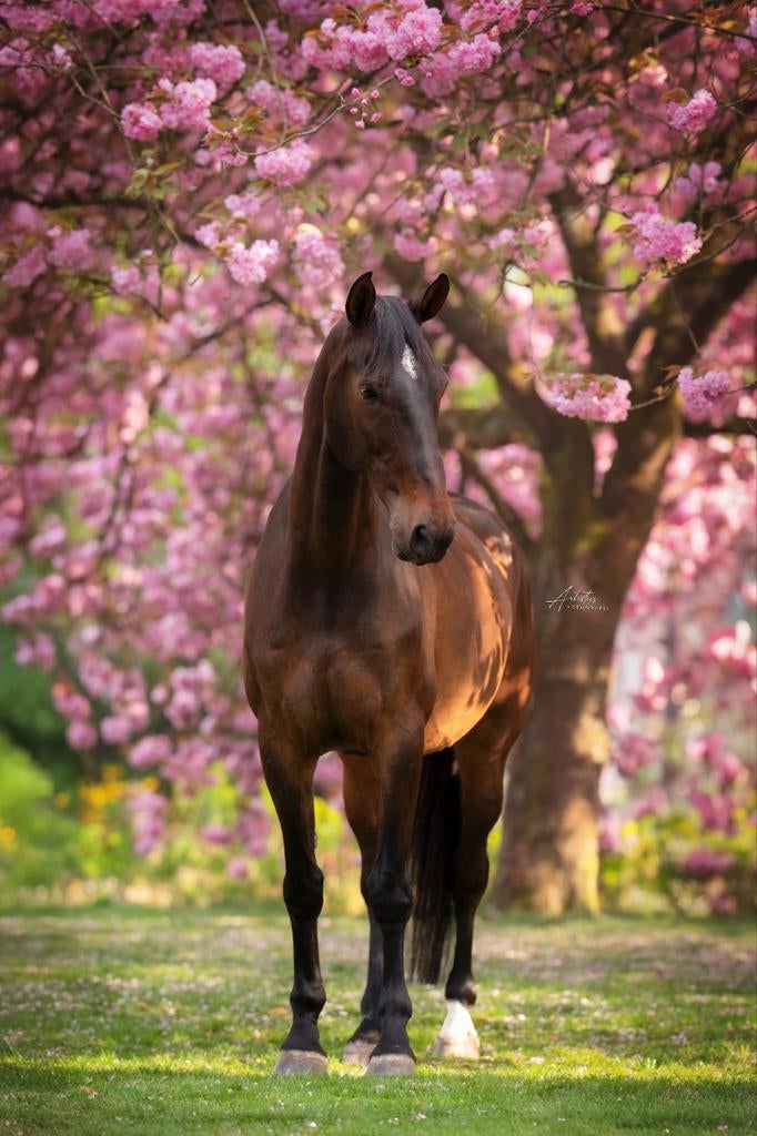 Lieve, betrouwbare 16 jarige ruin, Dieren en Toebehoren, Paarden, Z, Ruin, 170 tot 175 cm, 11 jaar of ouder
