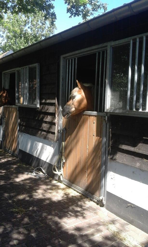 Pension stal voor paard of pony