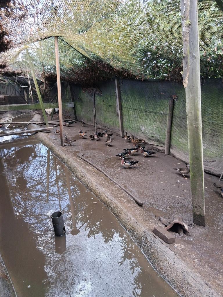 T.k. manderijn en carolien eenden 0657246852., Meerdere dieren, Eend