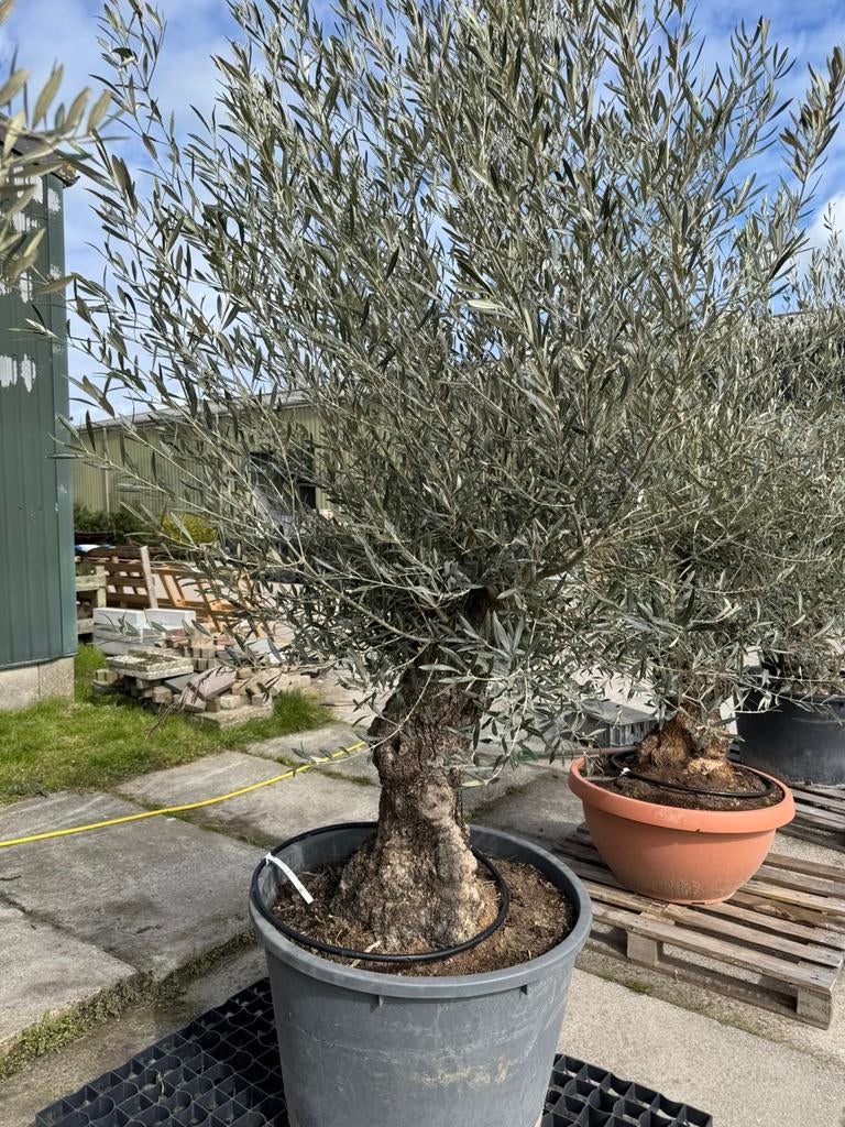 Olijfboom Olea europea Bonsai, Tuin en Terras, Planten | Bomen, Volle zon, Bloeit niet, Ophalen of Verzenden, 100 tot 250 cm