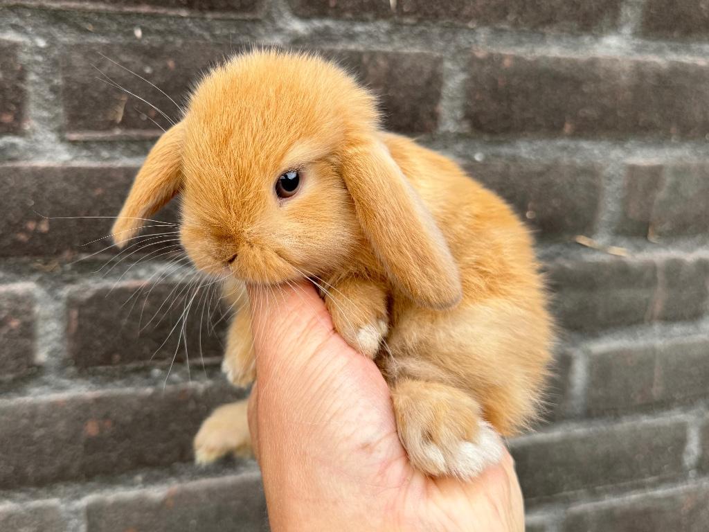 Lieve raszuivere Hangoordwergen/Minilops van zorgboerderij, Dieren en Toebehoren, Konijnen, Meerdere dieren, Dwerg
