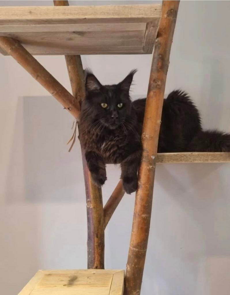 Krabpaal Lotje, Ophalen, Nieuw, Kommiezenlaan 19, Krabpaal