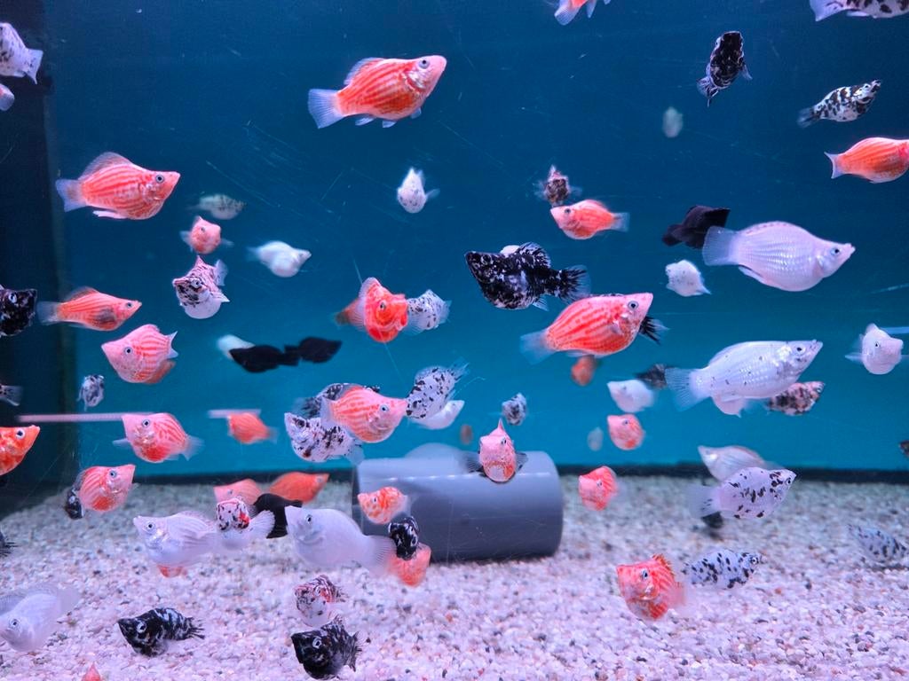 Balloon Molly mix - Koidreams Viswekerij, Dieren en Toebehoren, Vis, Zoetwatervis