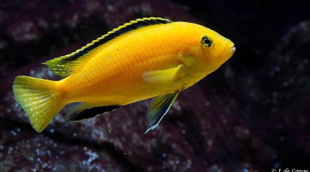 Cichlide vissen, Dieren en Toebehoren, Vissen | Aquariumvissen, Vis