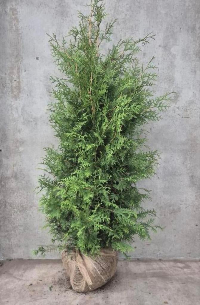 Coniferen Thuja met kluit, Ophalen of Verzenden, Conifeer, 100 tot 250 cm