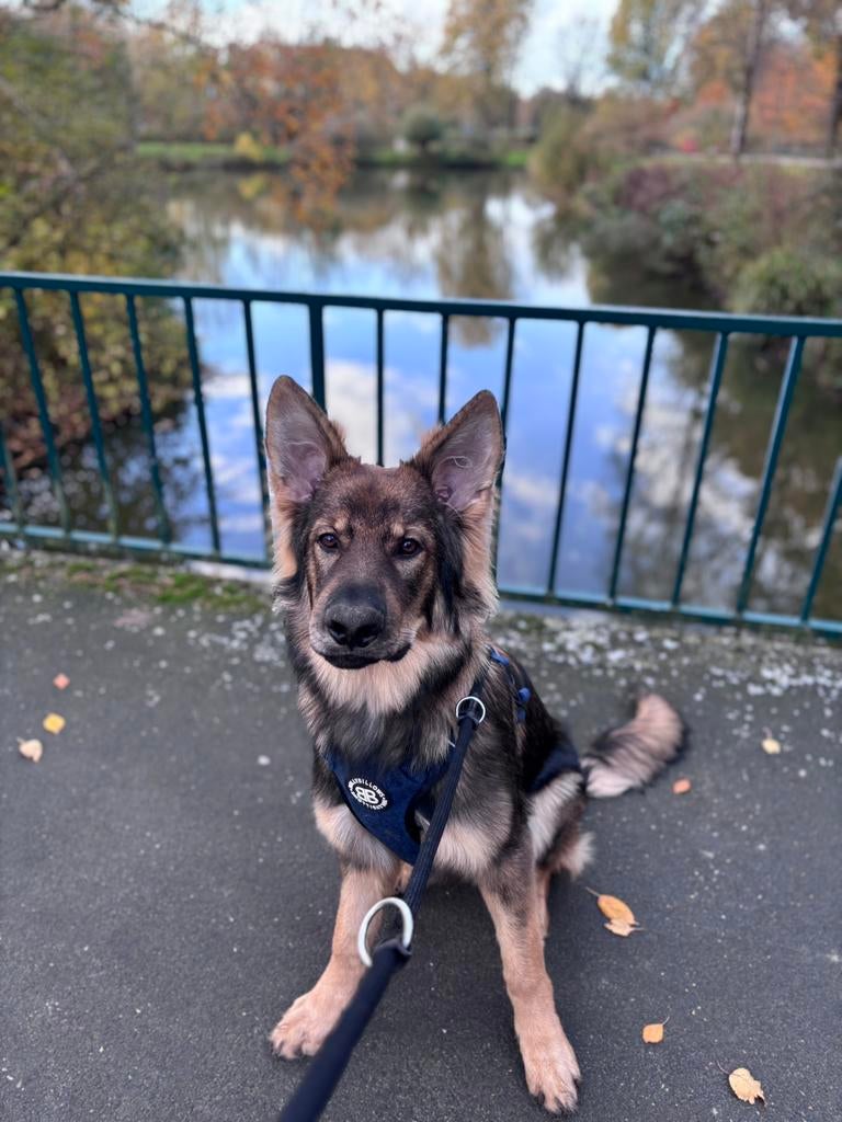 Herringbone Harness Non-Restrictive, Ophalen of Verzenden, Zo goed als nieuw