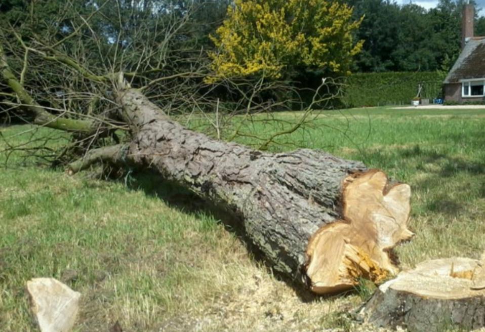 Gratis: boom kappen, Tuin en Terras, Haardhout, 6 m³ of meer, Ophalen, Eikenhout, Stammen