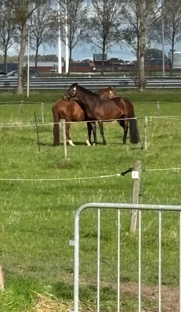 Paardenliefhebber stalhulp gezocht, Toebehoren