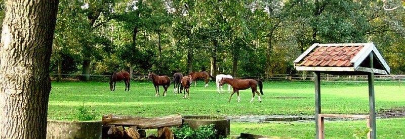 Stalling/ weidegang gezocht, Weidegang, 2 of 3 paarden of pony's