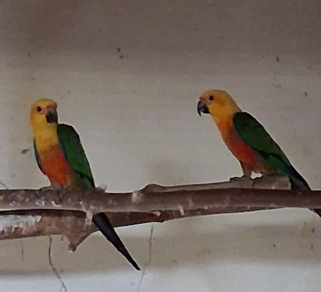 Jendaya Parkieten, Dieren en Toebehoren, Meerdere dieren, Parkiet, Geringd