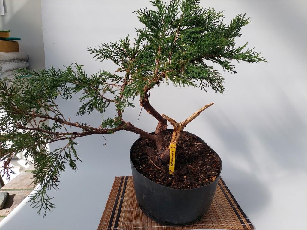 Bonsai-pre juniperus, Ophalen, Bloeit niet, Halfschaduw, Overige soorten