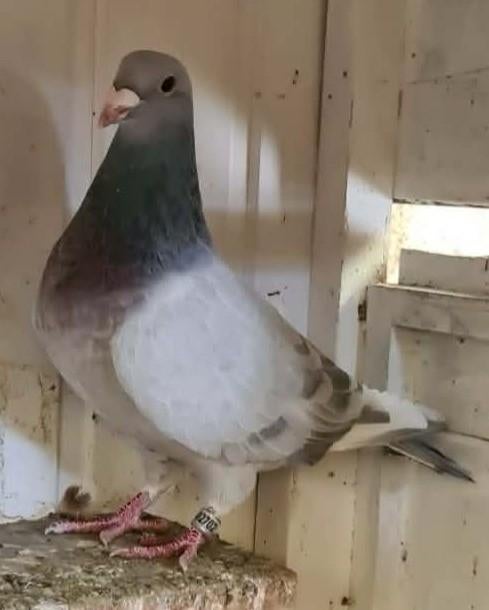 mooie kleurpostduif doffer, Dieren en Toebehoren, Mannelijk, Kropper